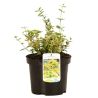 Fusain fort emerald n gold - Euonymus fort emerald n gold 30cm
