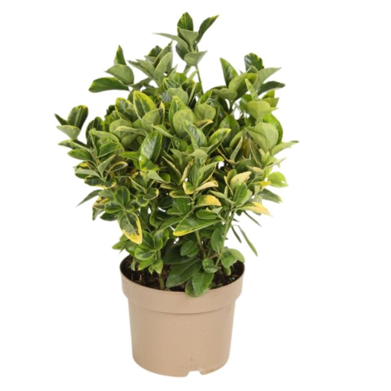 Fusain du Japon Aureus - Euonymus japonicus aureus 30cm