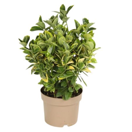 Fusain du Japon Aureus - Euonymus japonicus aureus 30cm