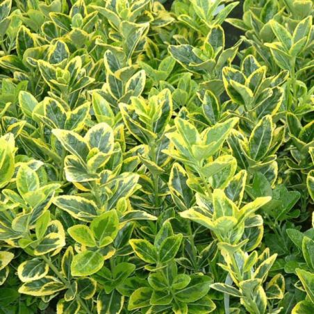 Fusain du Japon Aureus - Euonymus japonicus aureus 30cm