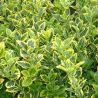 Fusain du Japon Aureus - Euonymus japonicus aureus 30cm