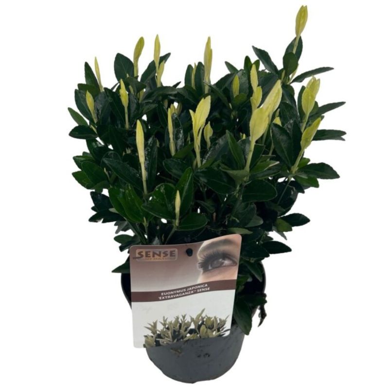 Fusain du Japon extravaganza - Euonymus japonicus extravaganza Pot 17cm