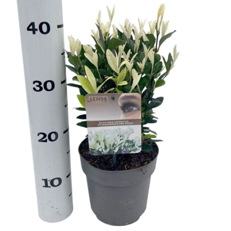 Fusain du Japon extravaganza - Euonymus japonicus extravaganza Pot 17cm