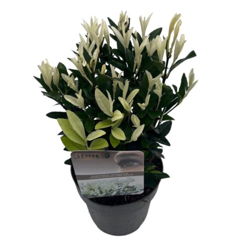 Fusain du Japon extravaganza - Euonymus japonicus extravaganza Pot 17cm