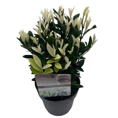 Fusain du Japon extravaganza - Euonymus japonicus extravaganza Pot 17cm