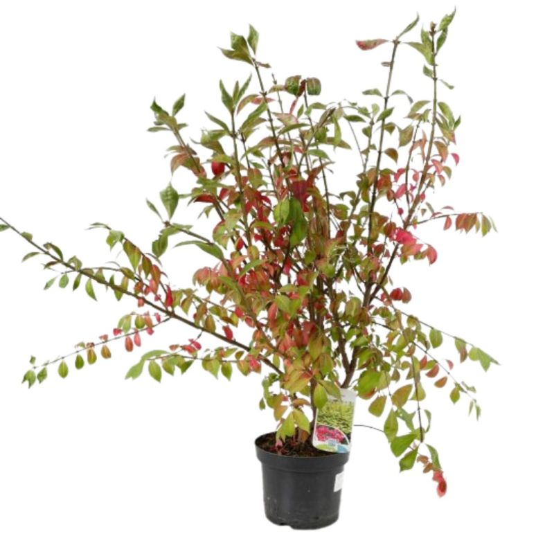 Fusain ailé - Euonymus alatus 40cm