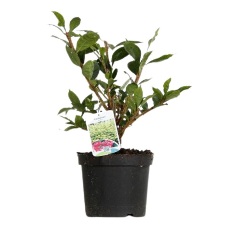 Fusain ailé - Euonymus alatus 40cm