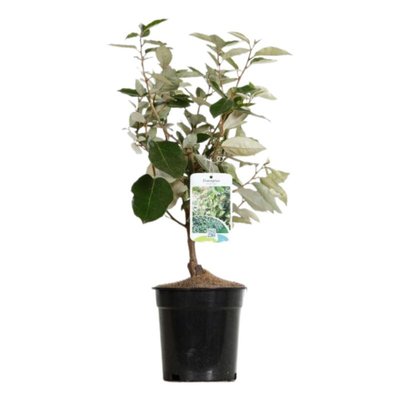 Chalef - Elaeagnus ebbingei 40cm en Pot