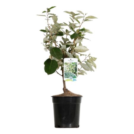 Chalef - Elaeagnus ebbingei 40cm en Pot