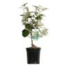 Chalef - Elaeagnus ebbingei 40cm en Pot