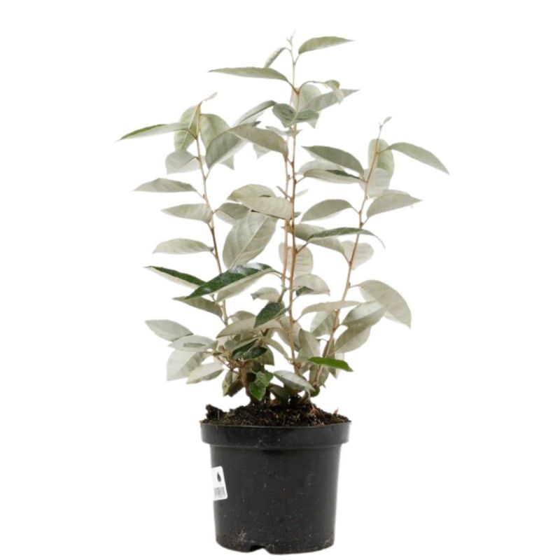 Chalef - Elaeagnus ebbingei 40cm en Pot