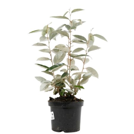 Chalef - Elaeagnus ebbingei 40cm en Pot