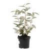 Chalef - Elaeagnus ebbingei 40cm en Pot