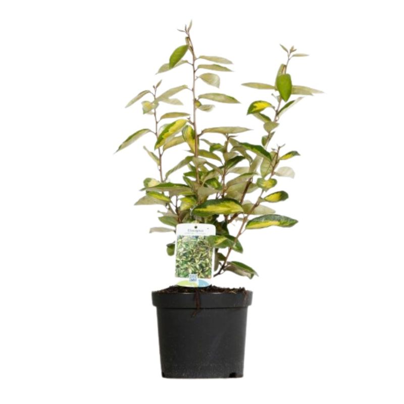 Chalef de Ebbing - Elaeagnus ebbingei Limelight 40cm en Pot
