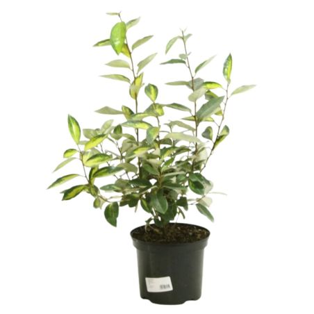 Chalef de Ebbing - Elaeagnus ebbingei Limelight 40cm en Pot
