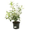 Chalef de Ebbing - Elaeagnus ebbingei Limelight 40cm en Pot