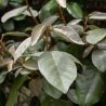 Chalef - Elaeagnus ebbingei 80cm en Pot