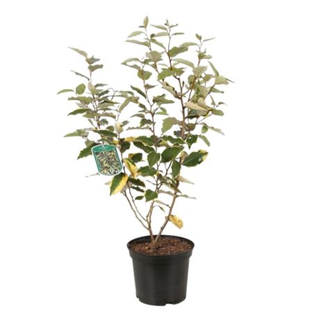 Chalef Viveleg - Elaeagnus ebbingei Viveleg 30cm en Pot