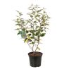 Chalef Viveleg - Elaeagnus ebbingei Viveleg 30cm en Pot