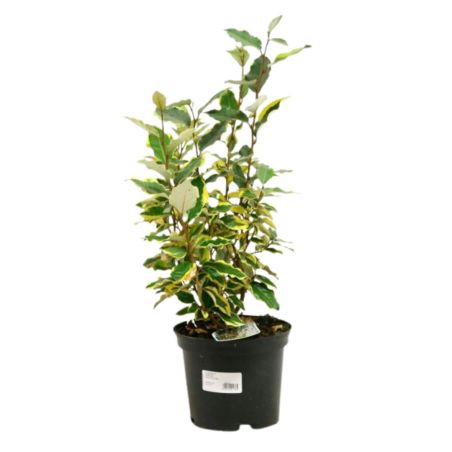 Chalef Viveleg - Elaeagnus ebbingei Viveleg 30cm en Pot