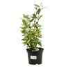 Chalef Viveleg - Elaeagnus ebbingei Viveleg 30cm en Pot