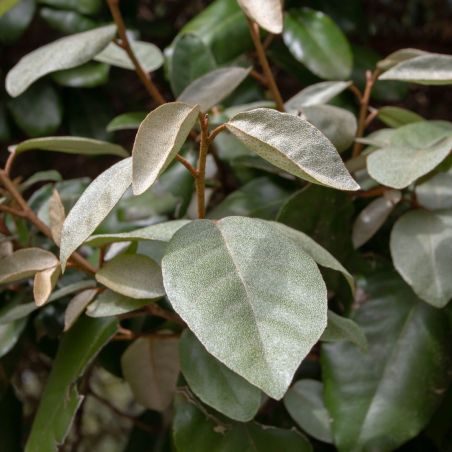 Chalef - Elaeagnus ebbingei 60cm en Pot