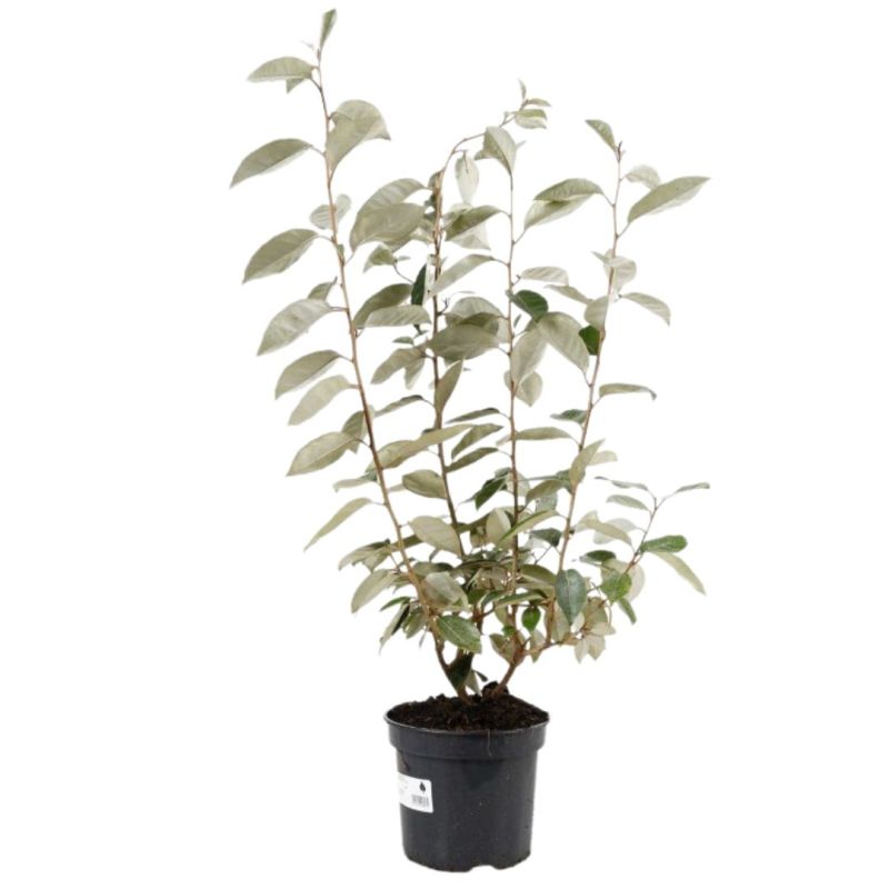 Chalef - Elaeagnus ebbingei 60cm en Pot