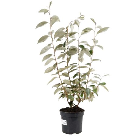 Chalef - Elaeagnus ebbingei 60cm en Pot