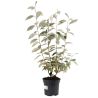 Chalef - Elaeagnus ebbingei 60cm en Pot