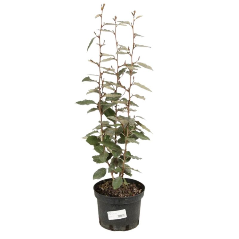 Chalef compact - Elaeagnus ebbingei Compacta 60cm en Pot
