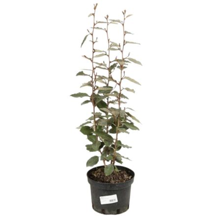 Chalef compact - Elaeagnus ebbingei Compacta 60cm en Pot