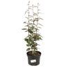 Chalef compact - Elaeagnus ebbingei Compacta 60cm en Pot
