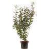 Chalef compact - Elaeagnus ebbingei Compacta 60cm en Pot
