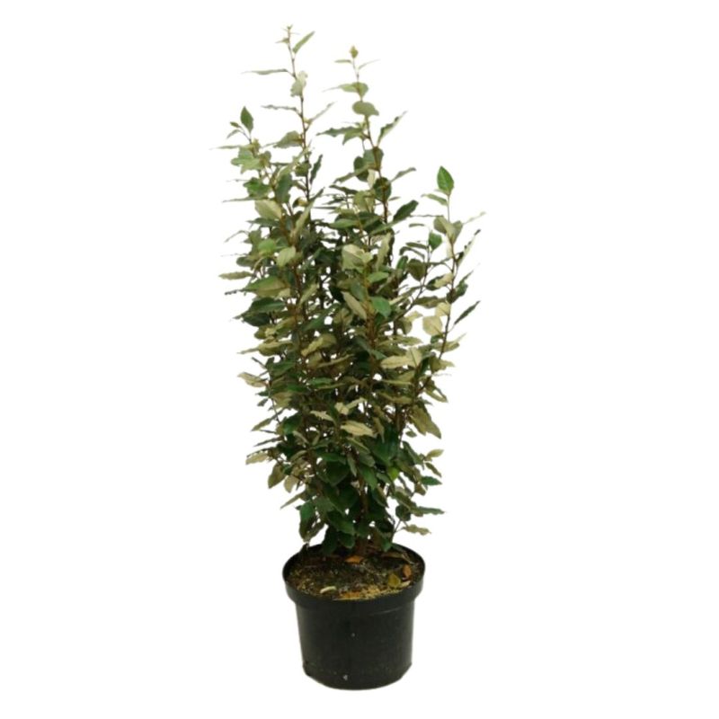 Chalef compact - Elaeagnus ebbingei Compacta 80cm en Pot