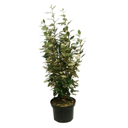 Chalef compact - Elaeagnus ebbingei Compacta 80cm en Pot