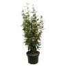 Chalef compact - Elaeagnus ebbingei Compacta 80cm en Pot