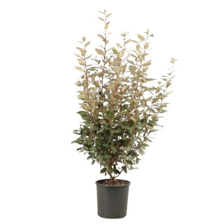Chalef compact - Elaeagnus ebbingei Compacta 80cm en Pot