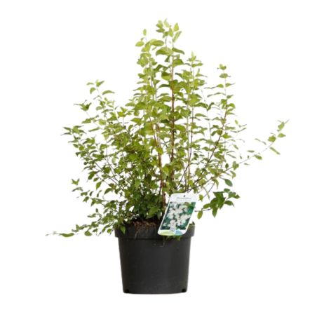 Seringat - Philadelphus Manteau DHermine 3L