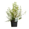 Seringat - Philadelphus Manteau DHermine 3L