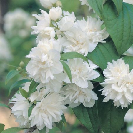 Seringat - Philadelphus Manteau DHermine 3L