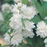 Seringat - Philadelphus Manteau DHermine 3L