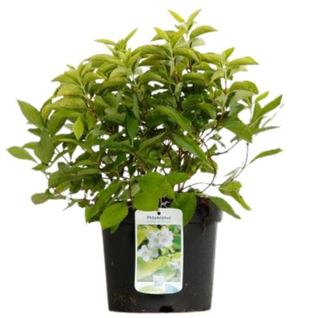 Seringat - Philadelphus Coronarius Aureus 3L