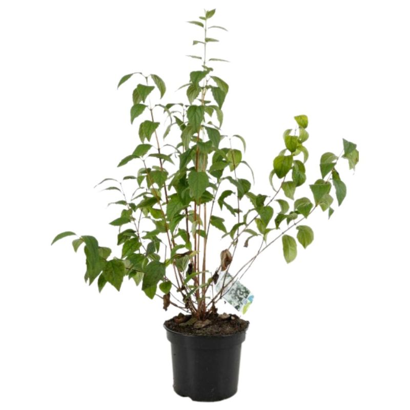 Seringat - Philadelphus Virginal 3L