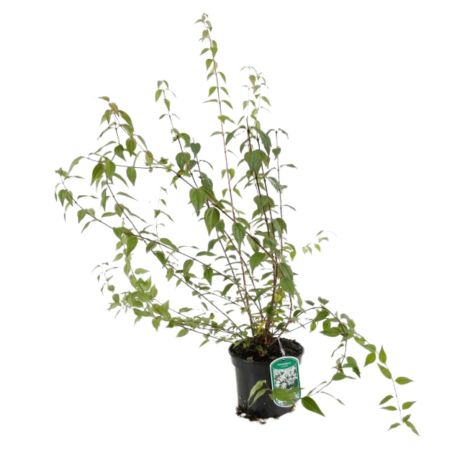 Seringat - Philadelphus Lemoinei 3L