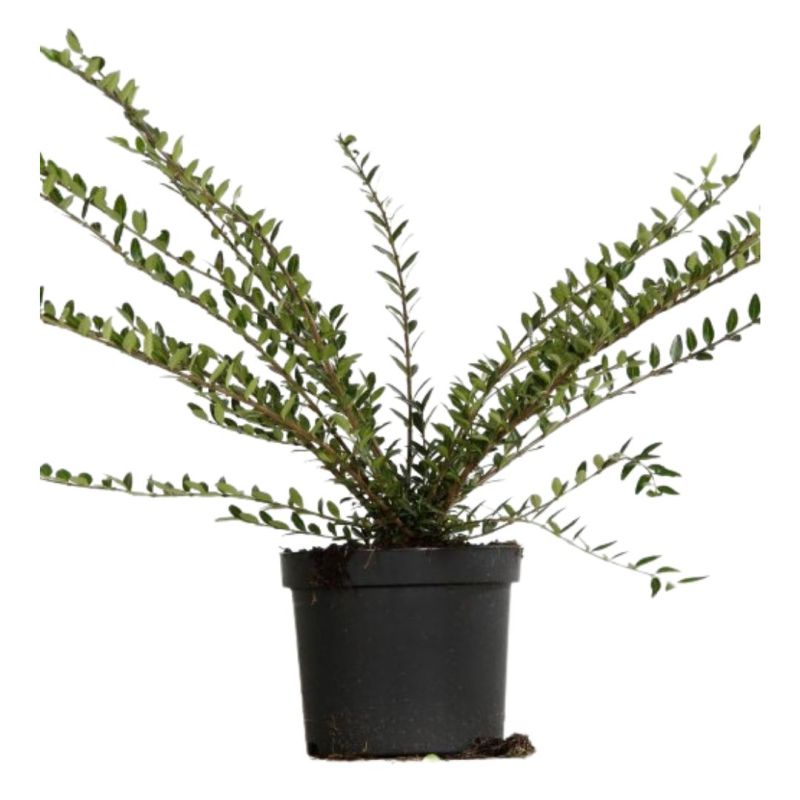 Chèvrefeuille à cupule - Lonicera pileata 50cm en Pot