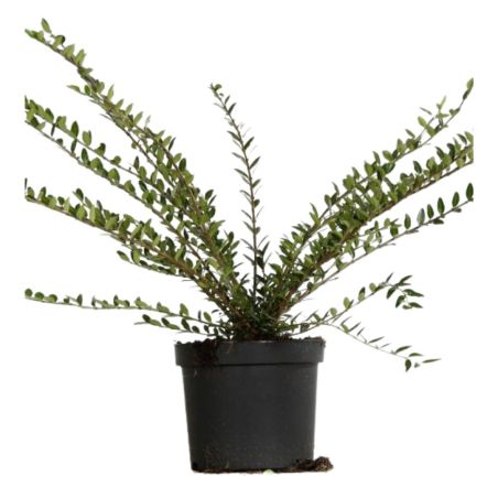 Chèvrefeuille à cupule - Lonicera pileata 50cm en Pot