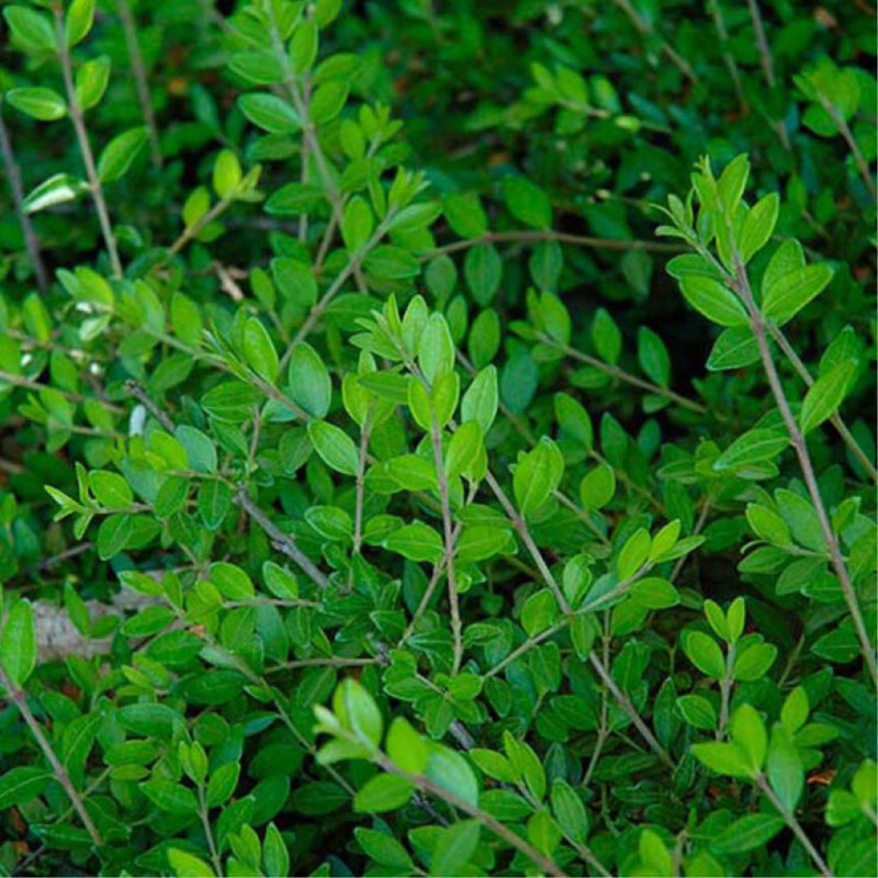 Chèvrefeuille à cupule - Lonicera pileata 50cm en Pot