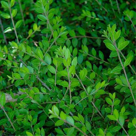 Chèvrefeuille à cupule - Lonicera pileata 50cm en Pot