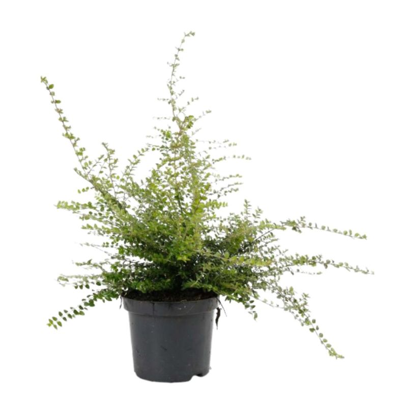 Chèvrefeuille à Feuilles De Buis Ernest Wilson - Lonicera nitida Ernest Wilson 30cm en Pot