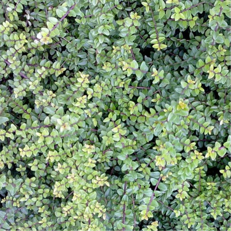 Chèvrefeuille à Feuilles De Buis Ernest Wilson - Lonicera nitida Ernest Wilson 30cm en Pot